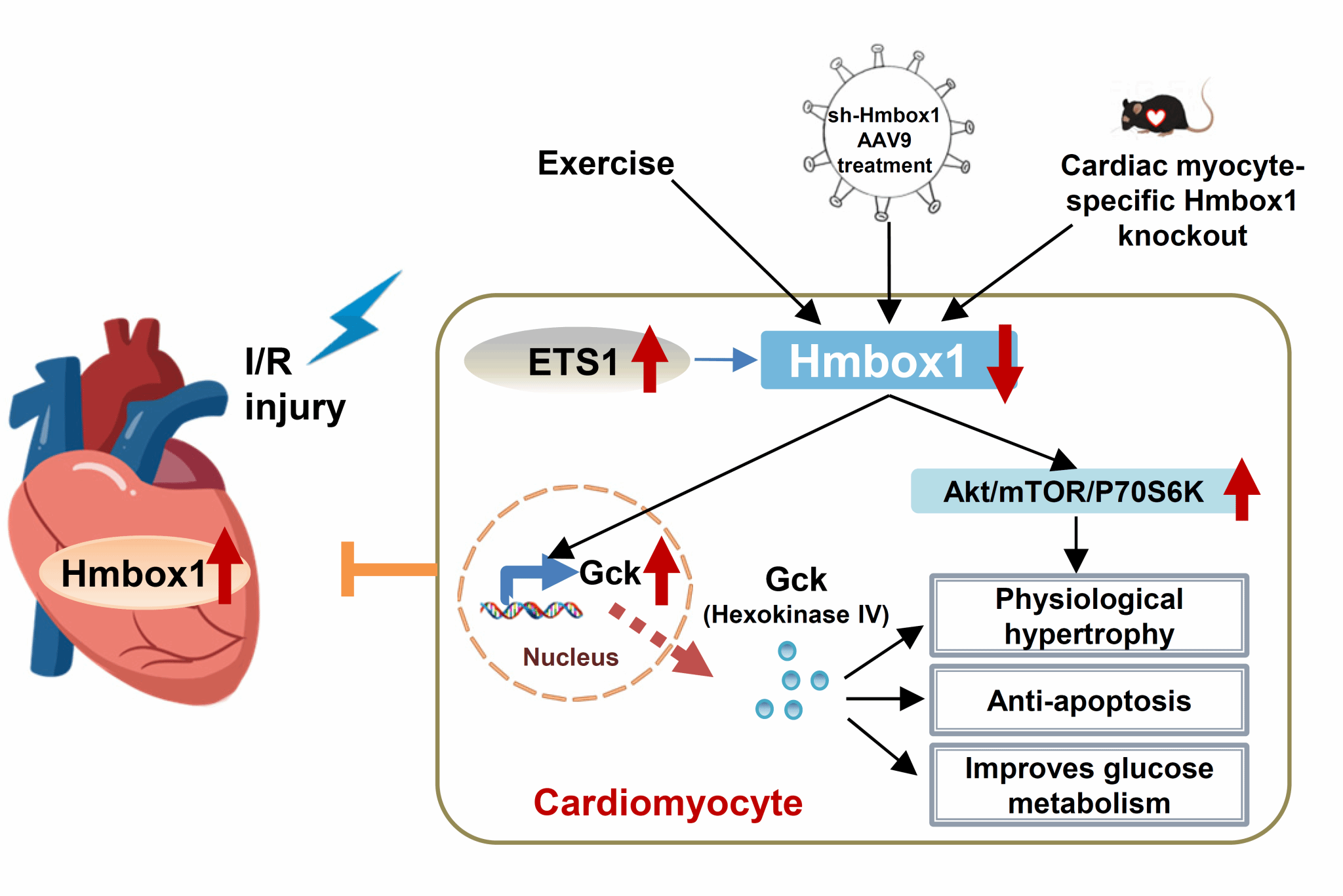 3C32EC1072CDEE3454CFCE0447F_5C29EA39_24F4B