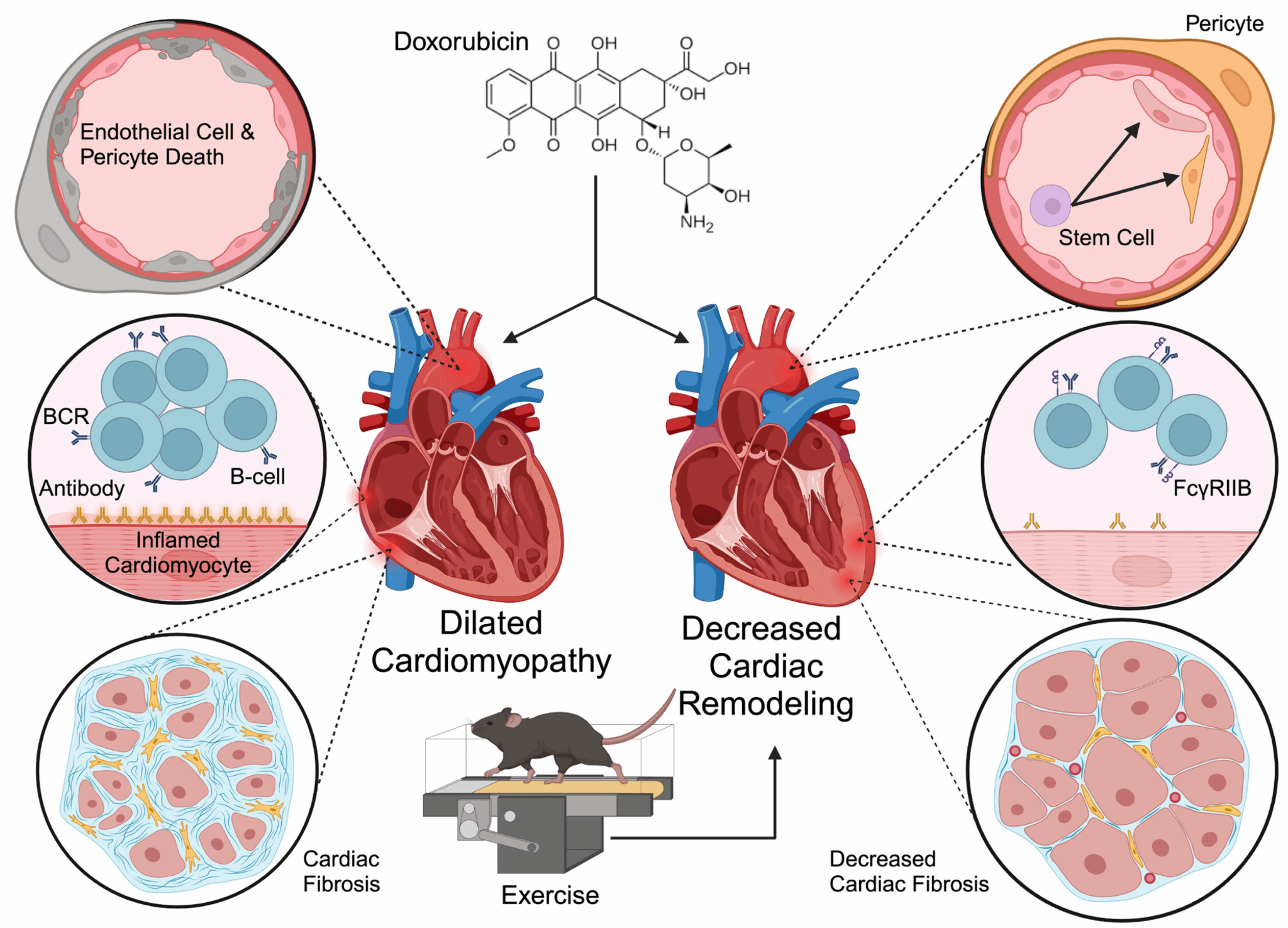 093B0E07C8B722B15F42BB455AB_891E4262_739CB